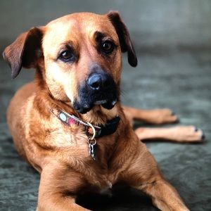 Meet your Posher, Molly